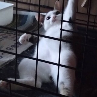 へそ天、白きじハチワレ男子
