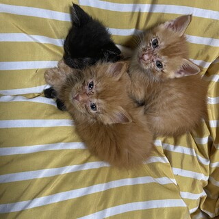 子猫3兄弟