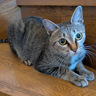 オス、メス子猫の里親募集中！
