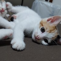 おろし(仮)