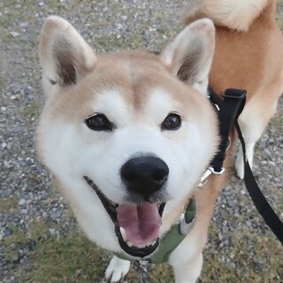 人懐っこく甘えん坊な柴犬の男の子