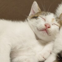 ドリル(仮)
