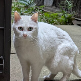 シロちゃん