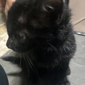 里親募集中！小さい黒猫ちゃんです。