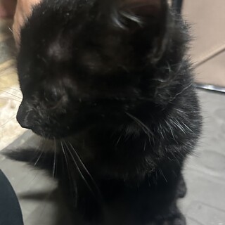 里親募集中！小さい黒猫ちゃんです。
