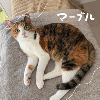 穏やかで人懐っこいマーブルちゃん【箕面市】