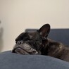 ハヤト730