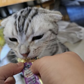 スコティッシュフォールド　元気いっぱい！