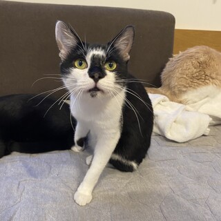 ゴロスリ甘えん坊ロクくん