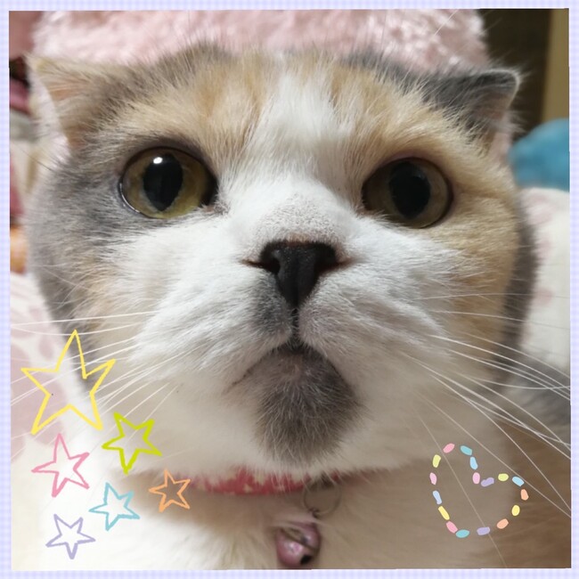 ピュアリーズのカバー写真