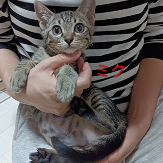 大きなタレ目のミクちゃん