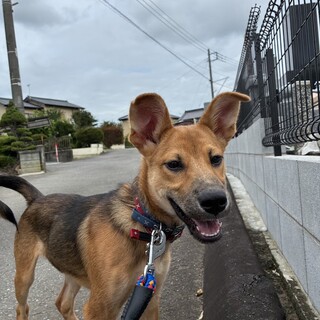 人も犬も大好き★おてんば女の子ゲーテちゃん