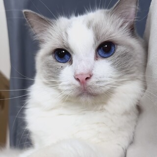 里親募集（繁殖引退猫）ラグドール