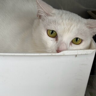 ツンデレな美猫【ユキ】ちゃん