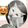 ツンデレな美猫【ユキ】ちゃん サムネイル5