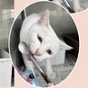 ツンデレな美猫【ユキ】ちゃん サムネイル6
