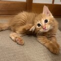 長毛イケ猫✨レオくん