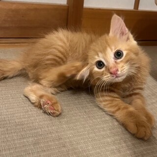 長毛イケ猫✨レオくん
