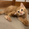 長毛イケ猫✨レオくん