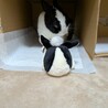 ポテマリ