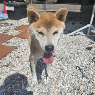 とっても賢い柴犬