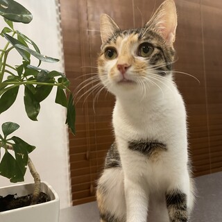 かわいい美少女三毛猫ミーニャ