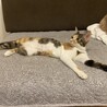 かわいい美少女三毛猫ミーニャ サムネイル2