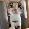 かわいい美少女三毛猫ミーニャ サムネイル3