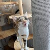 かわいい美少女三毛猫ミーニャ サムネイル4