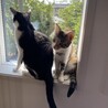 かわいい美少女三毛猫ミーニャ サムネイル5