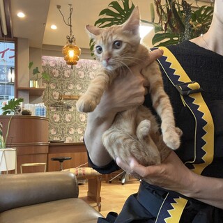 人馴れ抜群♡ちゃとらのコロッケくん