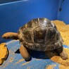 くっどん
