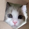 fjるる