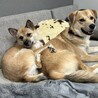 べったり甘えたさん♡小さめな【葉月】