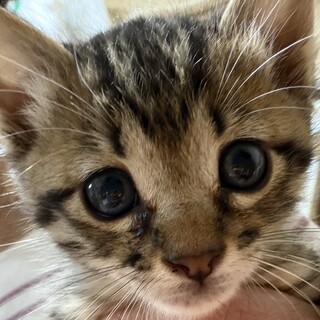 とっても愛くるしいキジトラ仔猫のじゅりちゃん！