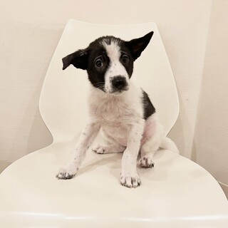 パンダ模様の可愛い子犬です
