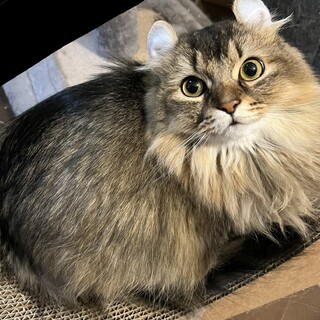 【4歳・オス】明るく人懐っこいアメリカンカールくん