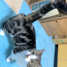 アレックスキャット