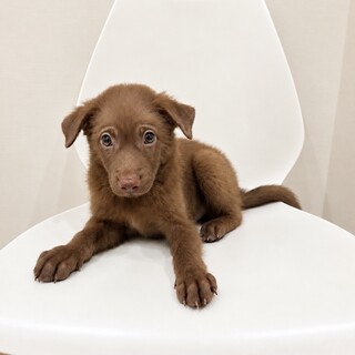 綺麗なチョコレートブラウンの子犬です