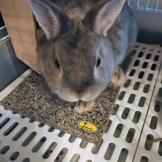 うさぎ里親募集 ネザー オス 