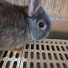 うさぎ里親募集 ネザー オス  サムネイル2