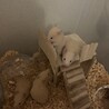 キンクマハムスター赤ちゃん1匹います！ サムネイル3