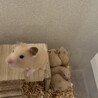 キンクマハムスター赤ちゃん1匹います！ サムネイル4