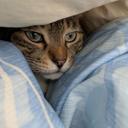おなすがお布団に入って来てくれたー！