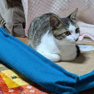 ぎじしろ兄弟