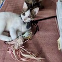とても人馴れしてるぎじしろくん2ヶ月