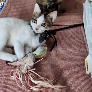 とても人馴れしてるぎじしろくん2ヶ月
