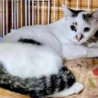 なんか、ほっこりするお顔のぎじしろくん3ヶ月
