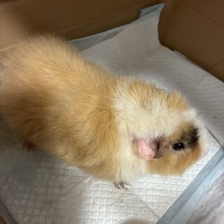 モルモット