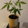 MAI_1406